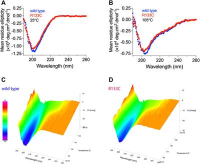 Molecular Chaperone BRICHOS Inhibits CADASIL-Mutated NOTCH3 Aggregation In Vitro